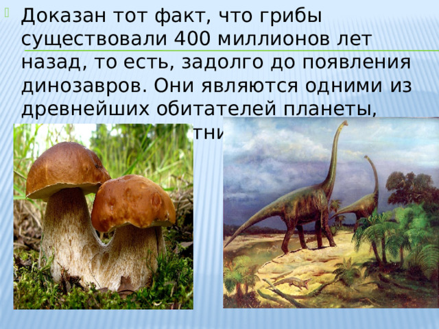Доказан тот факт, что грибы существовали 400 миллионов лет назад, то есть, задолго до появления динозавров. Они являются одними из древнейших обитателей планеты, наряду с папоротниками. 