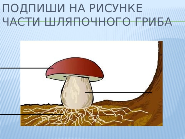 Подпиши на рисунке части шляпочного гриба 