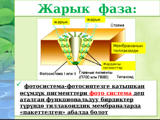 Жарык фаза: жарык жарык Мембрананын тиллакоиди Жардамчы пигменттер  фотосистема-фотосинтезге катышкан өсүмдүк пигменттери фото система деп аталган функциональдуу бирдиктер түрүндө тиллакоиддик мембраналарда «пакеттелген» абалда болот 