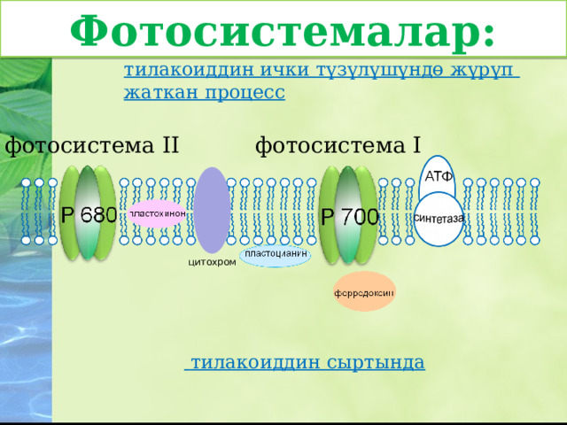 Фотосистемалар: тилакоиддин ички түзүлүшүндө жүрүп жаткан процесс фотосистема I фотосистема II цитохром  тилакоиддин сыртында  