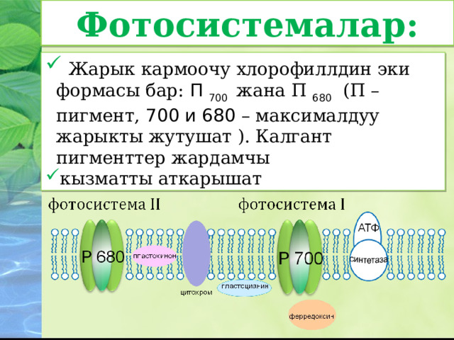 Фотосистемалар:  Жарык кармоочу хлорофиллдин эки формасы бар : П 700  жана П 680 (П – пигмент, 700 и 680 – максималдуу жарыкты жутушат ). Калгант пигменттер жардамчы кызматты аткарышат 