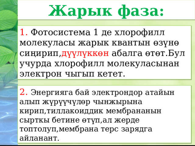 Жарык фаза: 1. Фотосистема 1 де хлорофилл молекуласы жарык квантын өзүнө сиңирип, дүүлүккөн абалга өтөт.Бул учурда хлорофилл молекуласынан электрон чыгып кетет. 2.  Энергияга бай электрондор атайын алып жүрүүчүлөр чынжырына кирип,тиллакоиддик мембрананын сырткы бетине өтүп,ал жерде топтолуп,мембрана терс зарядга айланант. 