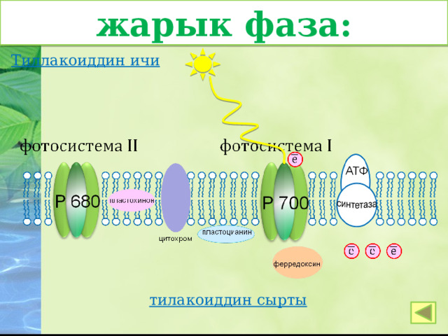 жарык фаза: Тиллакоиддин ичи тилакоиддин сырты 