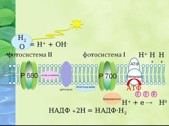 Н 2 О = Н + + ОН -  Н + Н + Н + АТФ Н + + е Н 0 НАДФ + 2Н  = НАДФ ·Н 2  