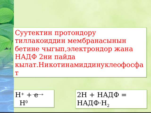 Суутектин протондору тиллакоиддин мембранасынын бетине чыгып,электрондор жана НАДФ 2ни пайда кылат.Никотинамиддинуклеофосфат Н + + е Н 0 2Н + НАДФ = НАДФ ·Н 2  