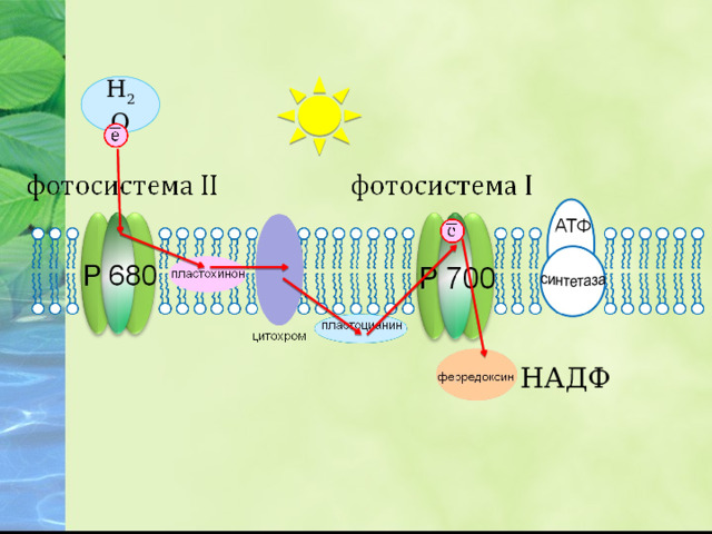 Н 2 О НАДФ 