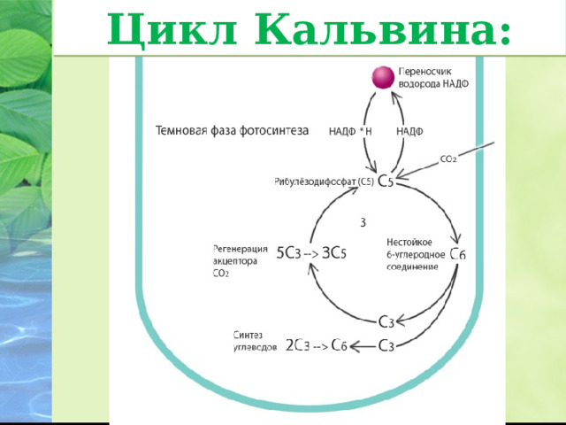 Цикл Кальвина: Темновая фаза: 