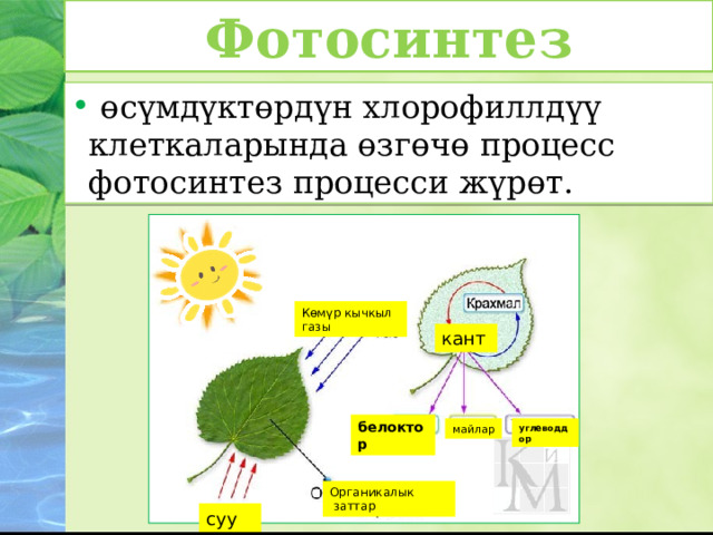 Фотосинтез  өсүмдүктөрдүн хлорофиллдүү клеткаларында өзгөчө процесс фотосинтез процесси жүрөт. Көмүр кычкыл газы кант белоктор майлар углеводдор Органикалык  заттар суу  