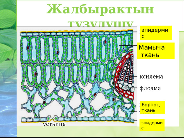 Жалбырактын түзүлүшү эпидермис эпидермис Мамыча  ткань Борпоң ткань 