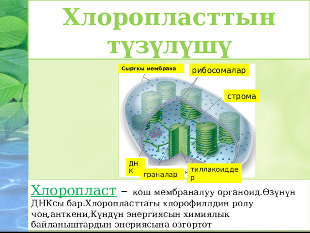 Хлоропласты Хлоропласттын түзүлүшү рибосомалар Сырткы мембрана строма ДНК тиллакоиддер граналар Хлоропласт – кош мембраналуу органоид.Өзүнүн ДНКсы бар.Хлоропласттагы хлорофиллдин ролу чоң,анткени,Күндүн энергиясын химиялык байланыштардын энериясына өзгөртөт 