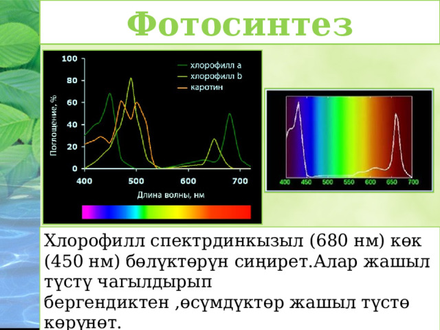 Фотосинтез Хлорофилл спектрдинкызыл (680 нм) көк (450 нм) бөлүктөрүн сиңирет.Алар жашыл түстү чагылдырып бергендиктен ,өсүмдүктөр жашыл түстө көрүнөт. 