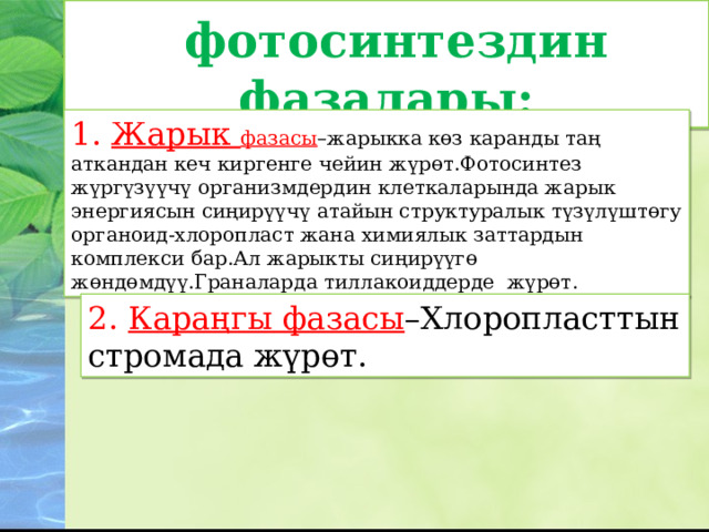  фотосинтездин фазалары: 1. Жарык фазасы –жарыкка көз каранды таң аткандан кеч киргенге чейин жүрөт.Фотосинтез жүргүзүүчү организмдердин клеткаларында жарык энергиясын сиңирүүчү атайын структуралык түзүлүштөгу органоид-хлоропласт жана химиялык заттардын комплекси бар.Ал жарыкты сиңирүүгө жөндөмдүү.Граналарда тиллакоиддерде жүрөт. 2.  Караңгы фазасы –Хлоропласттын стромада жүрөт. 