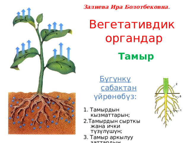 Залиева Ира Болотбековна . Вегетативдик органдар Тамыр Бүгүнкү сабактан үйрөнөбүз: 1. Тамырдын кызматтарын; 2.Тамырдын сырткы жана ички түзүлүшүн; 3. Тамыр аркылуу заттардын сорулушун 