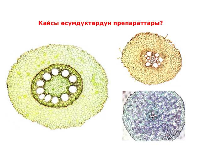 Кайсы өсүмдүктөрдүн препараттары? 