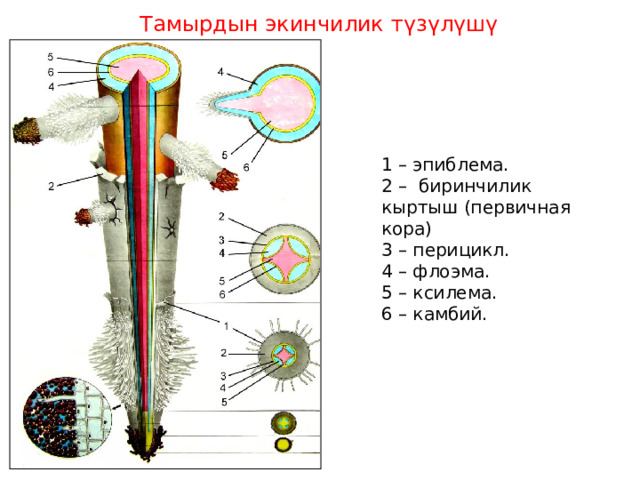 Тамырдын экинчилик түзүлүшү 1 – эпиблема. 2 – биринчилик кыртыш (первичная кора) 3 – перицикл. 4 – флоэма. 5 – ксилема. 6 – камбий. 