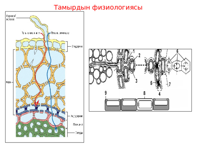 Тамырдын физиологиясы Вода поступает в растение в основном по закону осмоса . Корневые волоски имеют огромную вакуоль, обладающую большим осмотическим потенциалом, который обеспечивает поступление воды из почвенного раствора в корневой волосок  