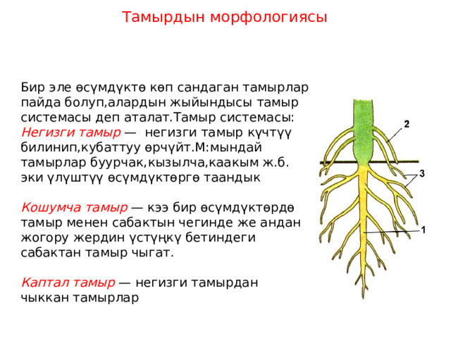 Тамырдын морфологиясы Бир эле өсүмдүктө көп сандаган тамырлар пайда болуп,алардын жыйындысы тамыр системасы деп аталат.Тамыр системасы: Негизги тамыр — негизги тамыр күчтүү билинип,кубаттуу өрчүйт.М:мындай тамырлар буурчак,кызылча,каакым ж.б. эки үлүштүү өсүмдүктөргө таандык  Кошумча тамыр — кээ бир өсүмдүктөрдө тамыр менен сабактын чегинде же андан жогору жердин үстүңкү бетиндеги сабактан тамыр чыгат.  Каптал тамыр — негизги тамырдан чыккан тамырлар 