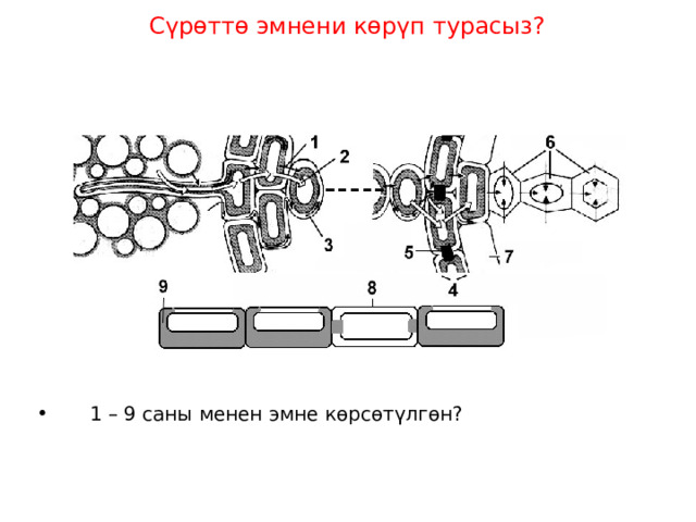 Сүрөттө эмнени көрүп турасыз?  1 – 9 саны менен эмне көрсөтүлгөн? 