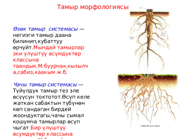 Тамыр морфологиясы Өзөк тамыр системасы — негизги тамыр даана билинип,кубаттуу өрчүйт .Мындай тамырлар эки үлүштүү өсүмдүктөр классына таандык.М:буурчак,кызылча,сабиз,каакым ж.б.  Чачы тамыр системасы — Түйүлдүк тамыр тез эле өсүүсүн токтотот.Өсүп келе жаткан сабактын түбүнөн көп сандаган бирдей жоондуктагы,чачы сымал кошумча тамырлар өсүп чыгат Бир үлүштүү өсүмдүктөр классына таандык.М:буудай,жүгөрү,пияз,май мончок 