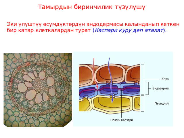 Тамырдын биринчилик түзүлүшү Эки үлүштүү өсүмдүктөрдүн эндодермасы калынданып кеткен бир катар клеткалардан турат  ( Каспари куру деп аталат ). 