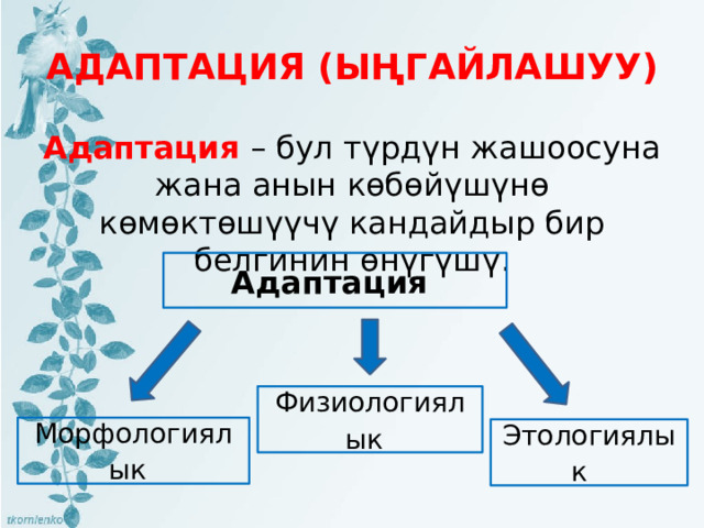 АДАПТАЦИЯ (ЫҢГАЙЛАШУУ) Адаптация – бул түрдүн жашоосуна жана анын көбөйүшүнө көмөктөшүүчү кандайдыр бир белгинин өнүгүшү. Адаптация Физиологиялык  Морфологиялык  Этологиялык  