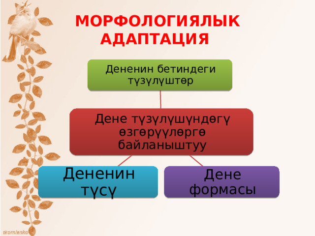 МОРФОЛОГИЯЛЫК АДАПТАЦИЯ Дененин бетиндеги түзүлүштөр Дене түзүлүшүндөгү өзгөрүүлөргө байланыштуу Дене формасы Дененин түсү 