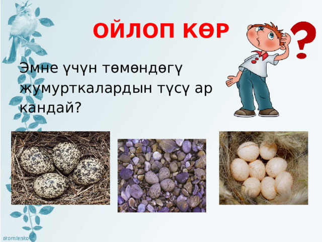 ОЙЛОП КӨР Эмне үчүн төмөндөгү жумурткалардын түсү ар кандай? 