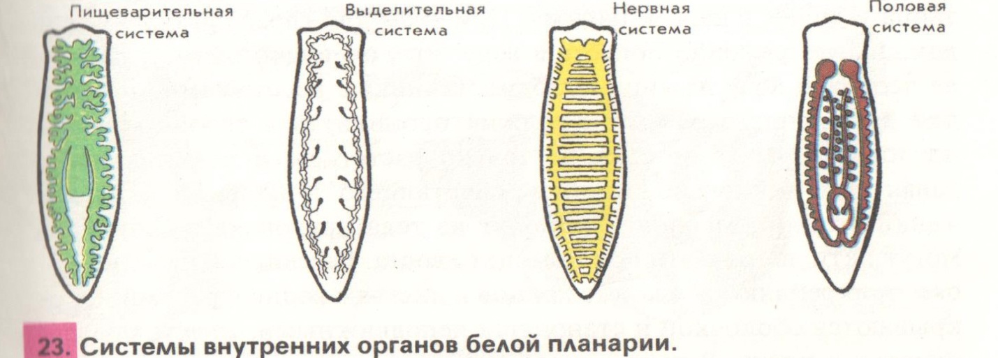 Органов белой планарии