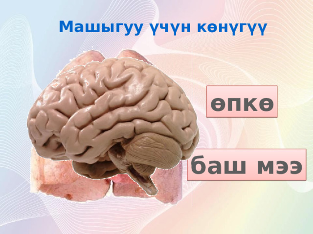 Машыгуу үчүн көнүгүү өпкө баш мээ 