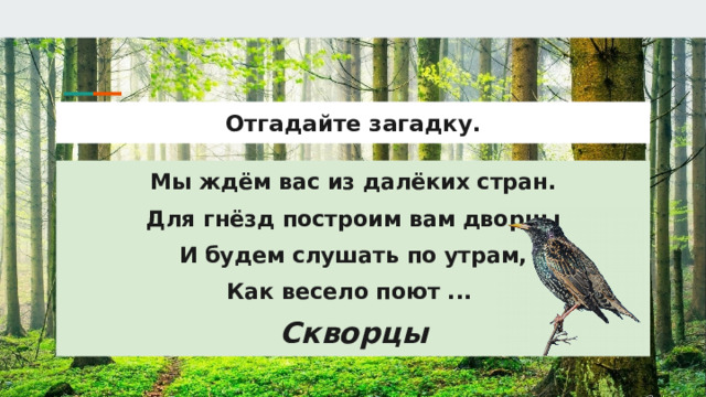 Отгадайте загадку. Мы ждём вас из далёких стран. Для гнёзд построим вам дворцы И будем слушать по утрам, Как весело поют ... Скворцы 