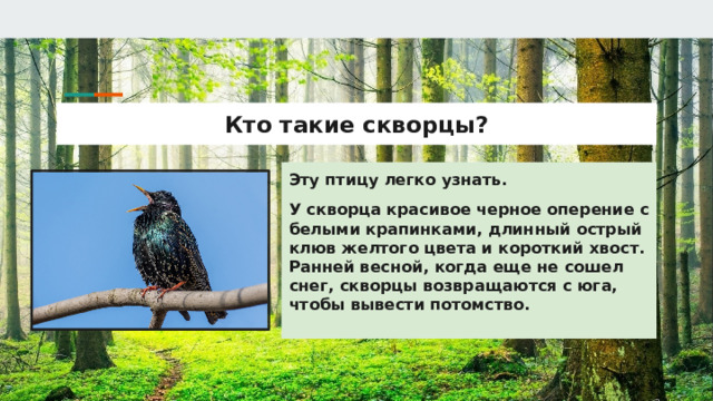 Кто такие скворцы? Эту птицу легко узнать. У скворца красивое черное оперение с белыми крапинками, длинный острый клюв желтого цвета и короткий хвост. Ранней весной, когда еще не сошел снег, скворцы возвращаются с юга, чтобы вывести потомство. 