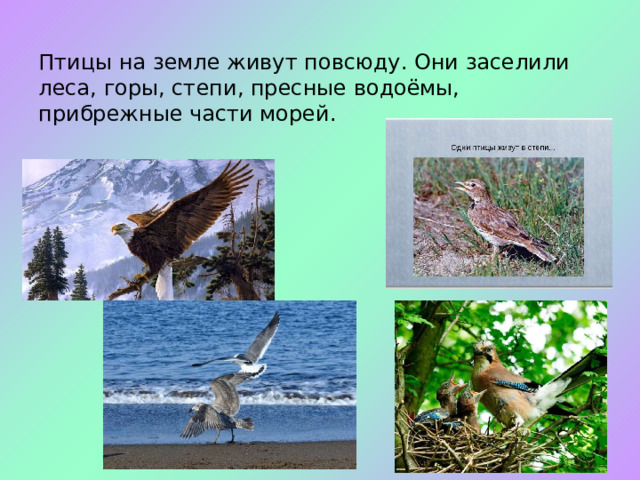 Птицы на земле живут повсюду. Они заселили леса, горы, степи, пресные водоёмы, прибрежные части морей.   