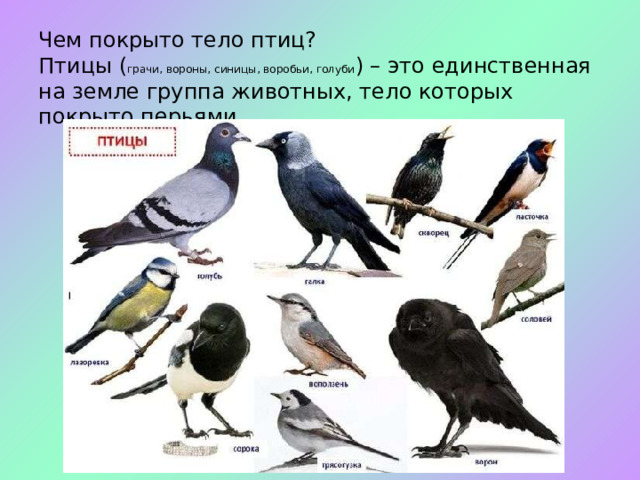  Чем покрыто тело птиц?  Птицы ( грачи, вороны, синицы, воробьи, голуби ) – это единственная на земле группа животных, тело которых покрыто перьями. 