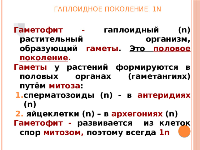 Гаплоидное поколение 1n Гаметофит - гаплоидный (n) растительный организм, образующий гаметы . Это половое поколение . Гаметы у растений формируются в половых органах (гаметангиях) путём митоза : сперматозоиды (n) - в антеридиях (n)  яйцеклетки (n) – в архегониях (n) Гаметофит - развивается из клеток спор митозом, поэтому всегда 1n 