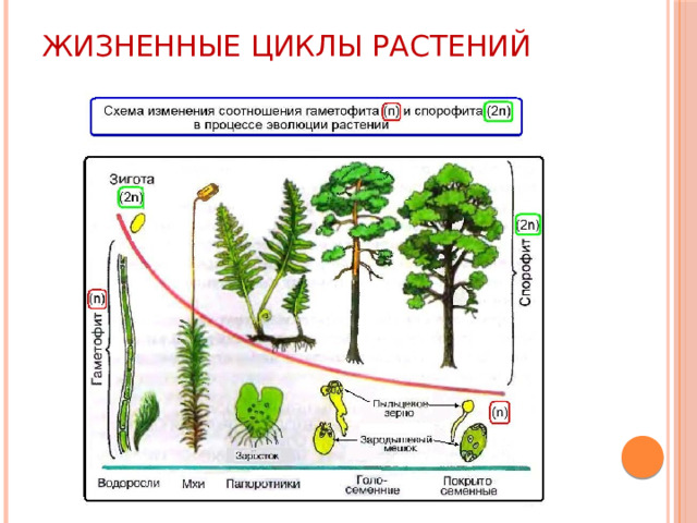 Жизненные циклы растений 