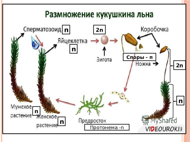 n 2n n Споры - п 2n n n n Протонема -n 
