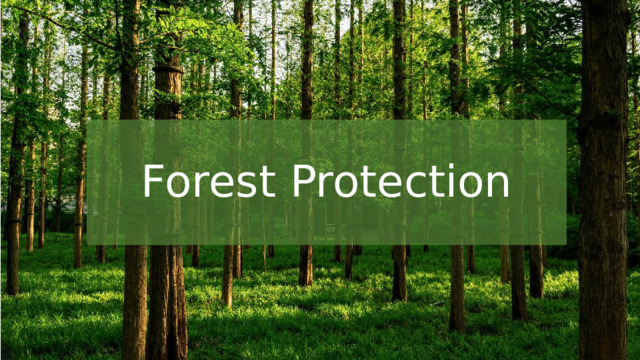 Forest Protection 