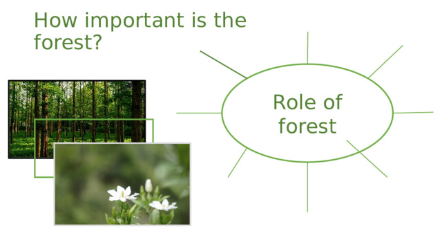 How important is the forest? Role of forest 