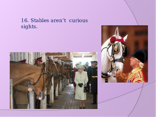 16. Stables aren’t curious  sights.   