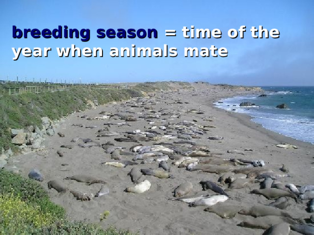 ? breeding season = time of the year when animals mate elephant seal = large sea mammal 