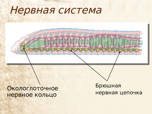 Нервная система Брюшная нервная цепочка Окологлоточное нервное кольцо 