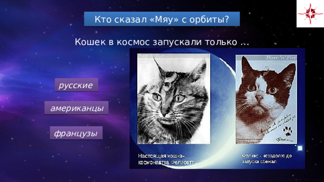 Кто сказал «Мяу» с орбиты? Кошек в космос запускали только … русские американцы французы 