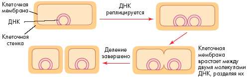 Схема процесса деления клетки