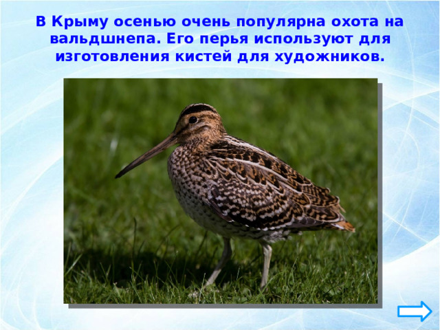 В Крыму осенью очень популярна охота на вальдшнепа. Его перья используют для изготовления кистей для художников. 