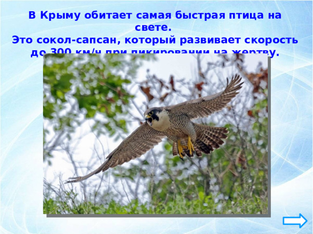 В Крыму обитает самая быстрая птица на свете. Это сокол-сапсан, который развивает скорость до 300 км/ч при пикировании на жертву. 