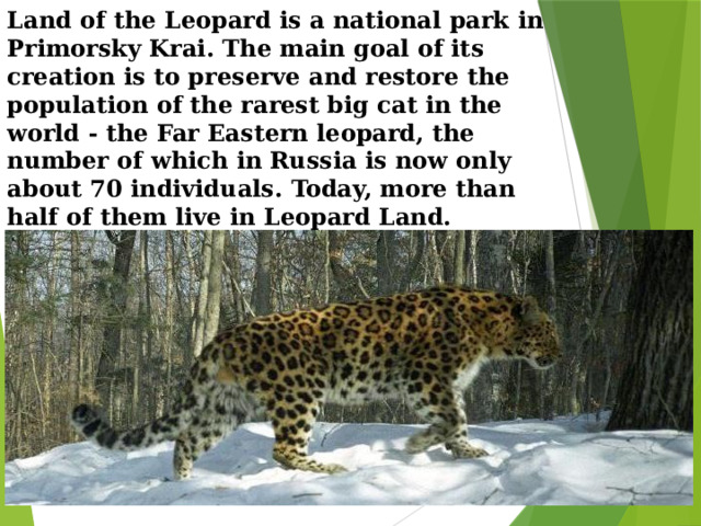 Land of the Leopard is a national park in Primorsky Krai. The main goal of its creation is to preserve and restore the population of the rarest big cat in the world - the Far Eastern leopard, the number of which in Russia is now only about 70 individuals. Today, more than half of them live in Leopard Land.    