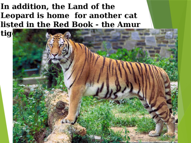 In addition, the Land of the Leopard is home for another cat listed in the Red Book - the Amur tiger.   