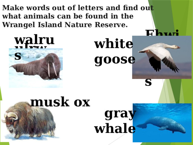 Make words out of letters and find out what animals can be found in the Wrangel Island Nature Reserve.   walrus  white goose Ehwit eogos ulrwas musk ox  gray  whale Ryga ehaw Kusm xo 