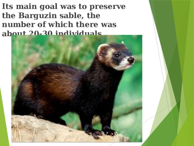 Its main goal was to preserve the Barguzin sable, the number of which there was about 20-30 individuals. 
