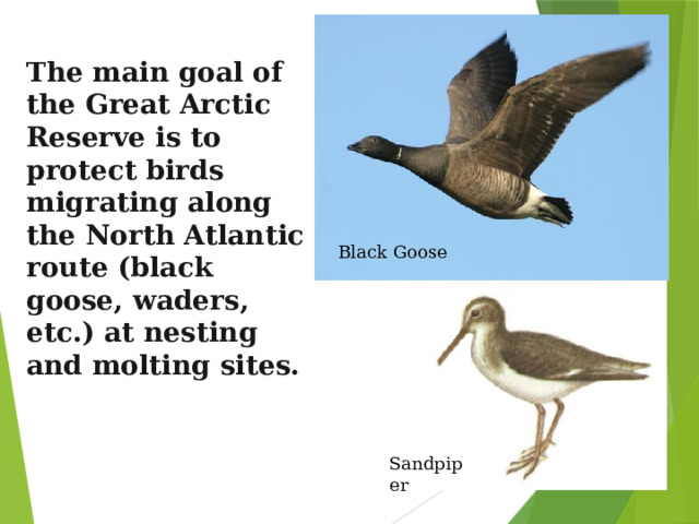 The main goal of the Great Arctic Reserve is to protect birds migrating along the North Atlantic route (black goose, waders, etc.) at nesting and molting sites.   Black Goose Sandpiper 